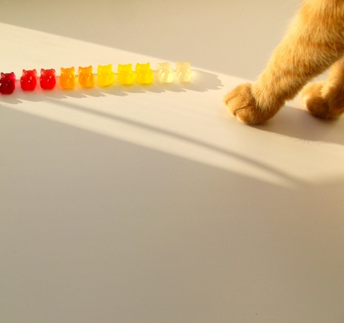 Can Cats Eat Gummy Bears 3