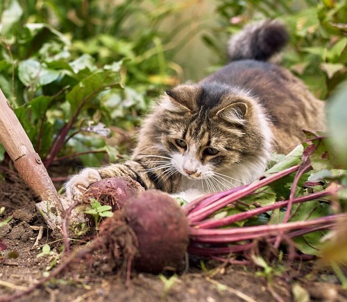 Can Cats Eat Beets 2