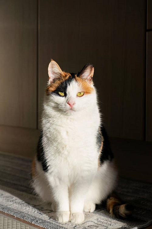 Are Calico Cats Hypoallergenic 1