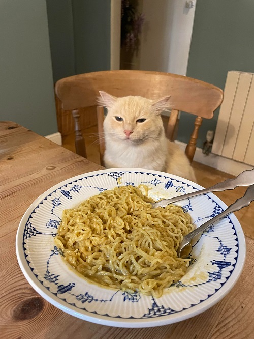 Can Cats Eat Ramen 2