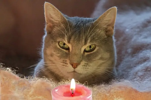 Can Cats See Candle Flames 3