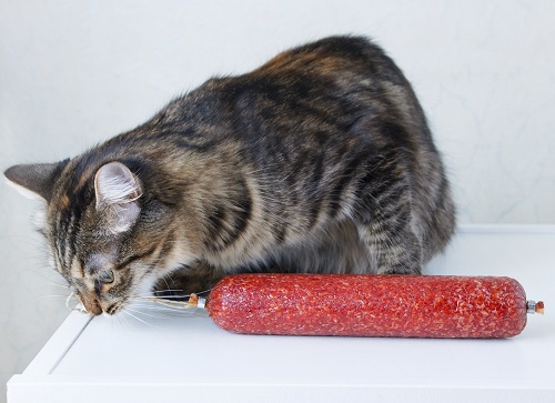 Can Cats Eat Chorizo 2