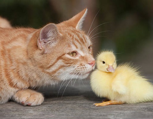 Do Cats Eat Ducklings 2