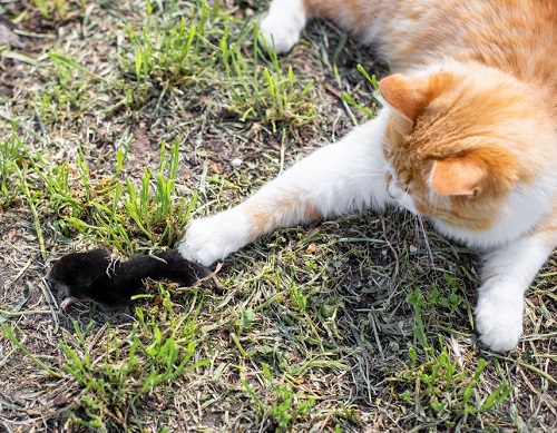 Can Cats Eat Moles 3