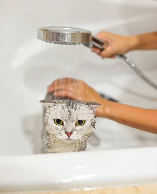 Do Cats Need Shower 1