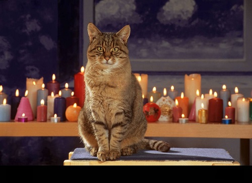 Can Cats See Candle Flames 2