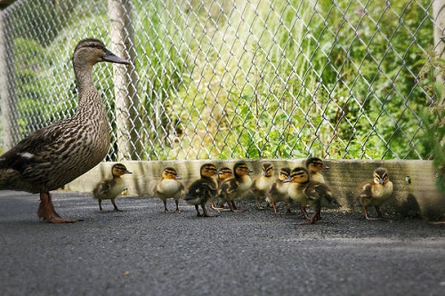 Do Cats Eat Ducklings 3