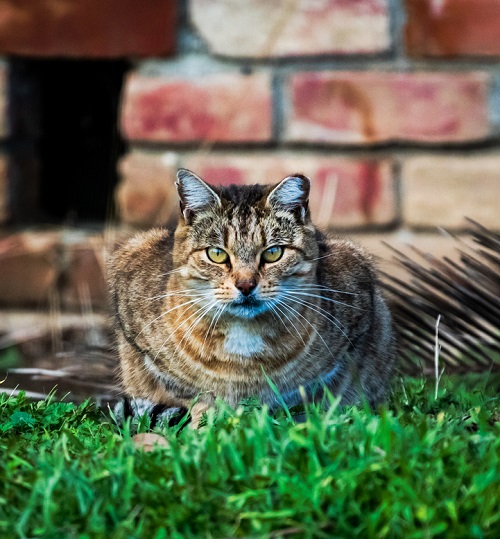 Do Feral Cats Meow? Why Do Feral Cats Meow At Night?