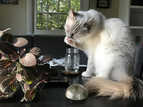 Do Ragdoll Cats Like Water? 3