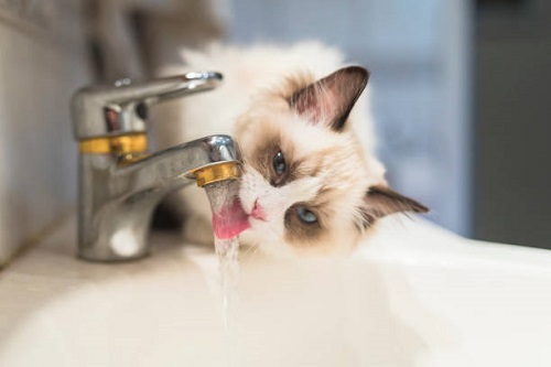 Do Ragdoll Cats Like Water? 2