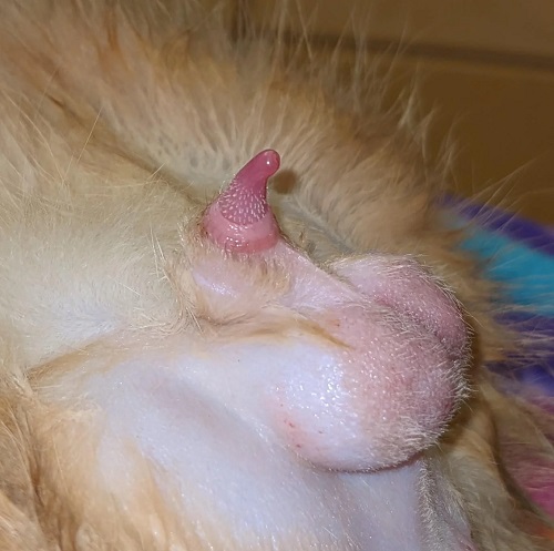 Why Do Male Cats Have Spikes On Their Willies 2