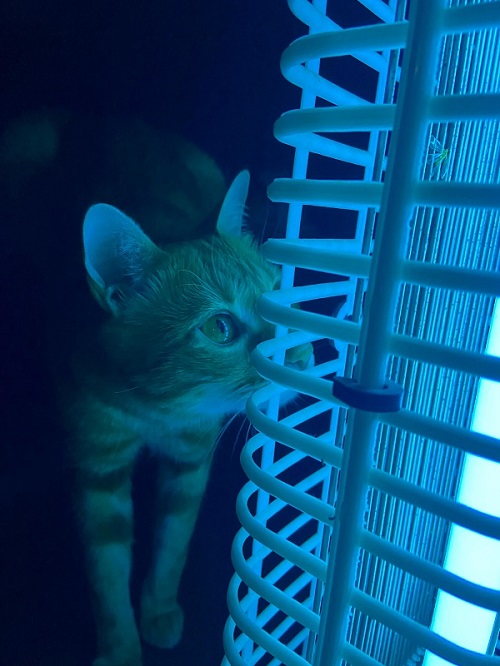 Can A Bug Zapper Kill A Cat 2