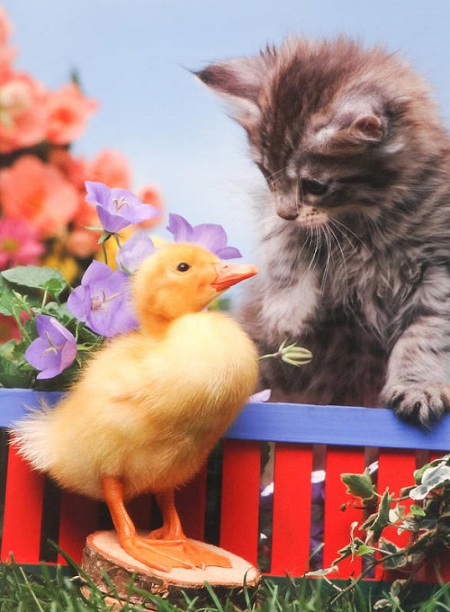 Do Cats Eat Ducklings 1