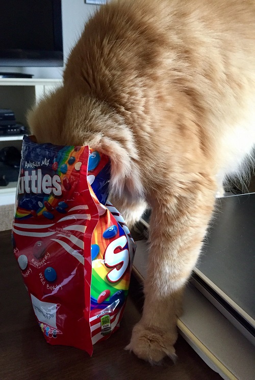 Can Cats Eat Skittles? Find out the dos and don'ts of offering these sugary treats to your furry friend in this informative article. 3