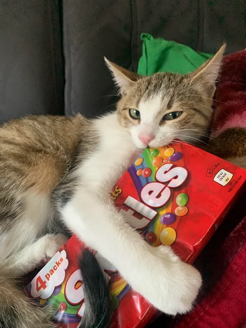 Can Cats Eat Skittles? Find out the dos and don'ts of offering these sugary treats to your furry friend in this informative article. 2