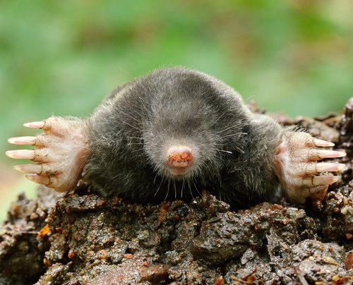 Can Cats Eat Moles 1