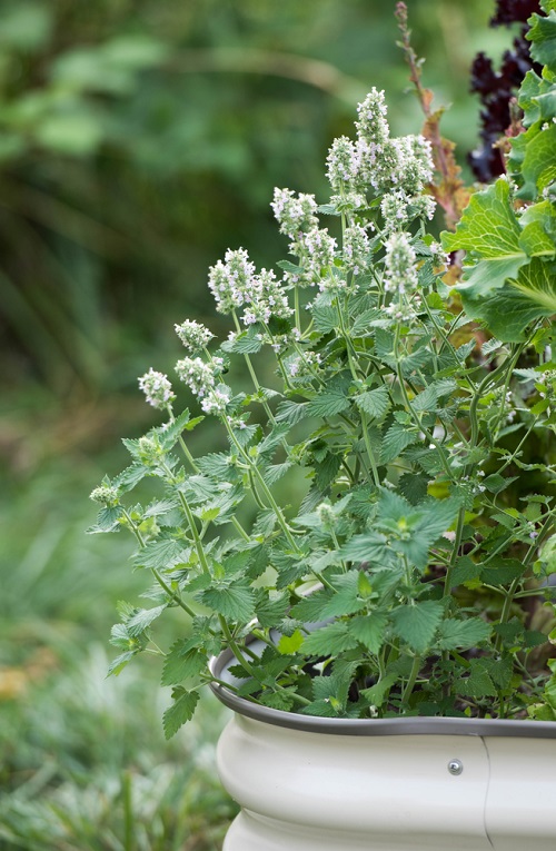 Can Nursing Cats Have Catnip? 1