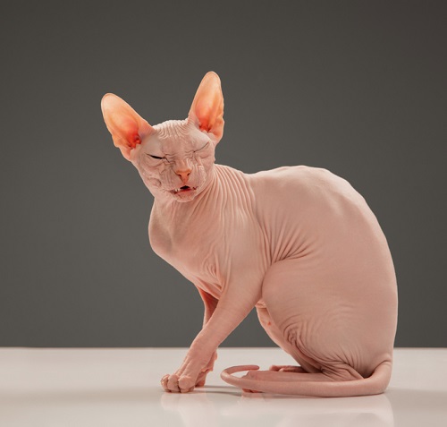 Do Hairless Cats Get Cold 3