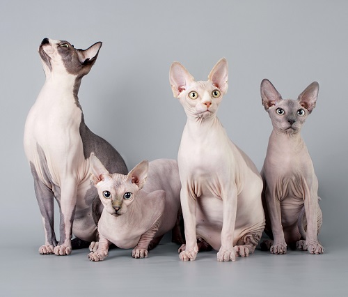 Do Hairless Cats Get Cold 1