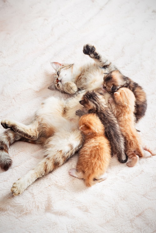 Can Nursing Cats Have Catnip? 2