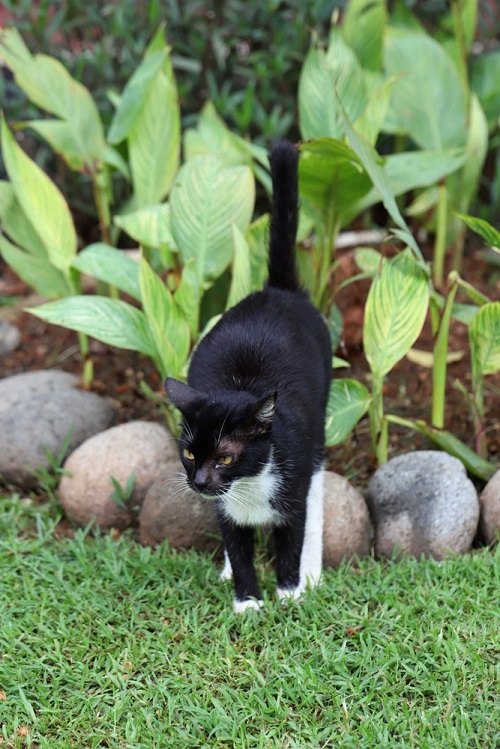 Do Cats Pee To Mark Territory? 3