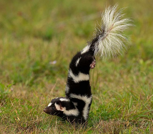 Do Skunks Kill Cats 3